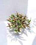 Spider Bush-Ry