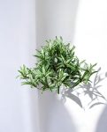 Spider Variegated Bush