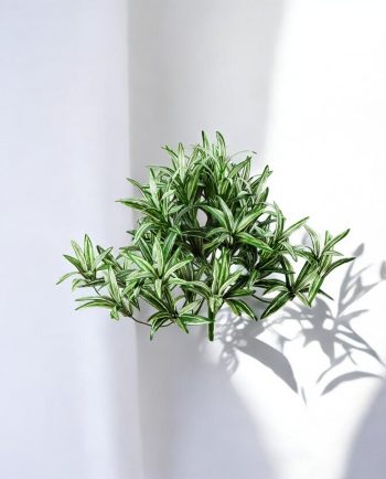 Spider Variegated Bush