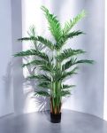 V--- Palm
