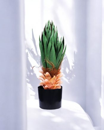 Yucca
