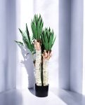 Yucca Bush Artificial Plant – Realistic Green Foliage for Indoor Décor