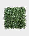 Boxwood