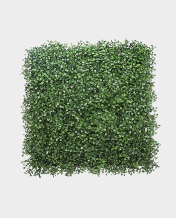 Boxwood