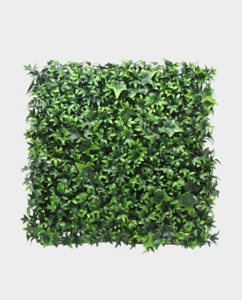 Ivy