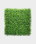Green Sun Grass