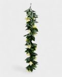 CCGT007 Bogainvillea 60-75cm