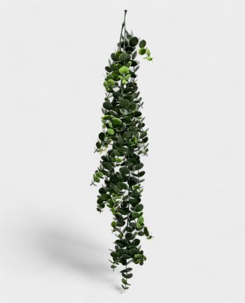 Eucalyptus Hanging