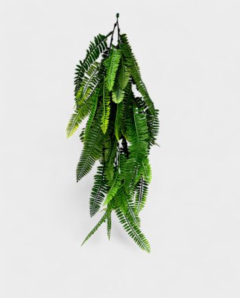 Silvery Spleenwort Hanging