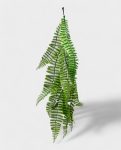 Persain Fern Hanging