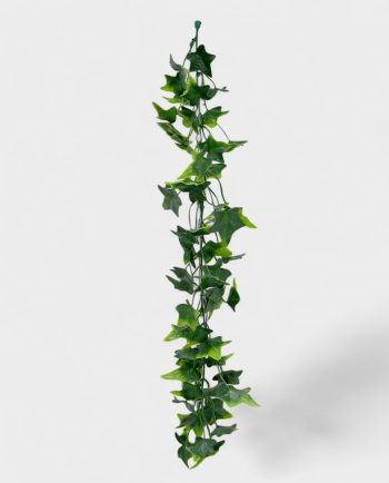 Ivy Hanging