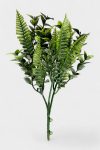 Vergin Gold Leaf Bush