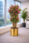 Bougainvillea 130cm S.S Prime Gold (1)
