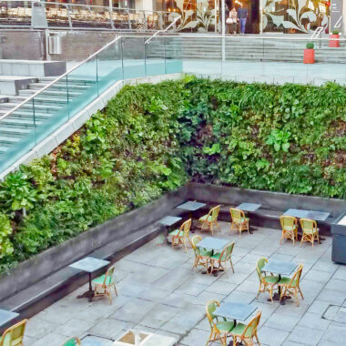 Low Maintenance Plants for Homes & Offices
