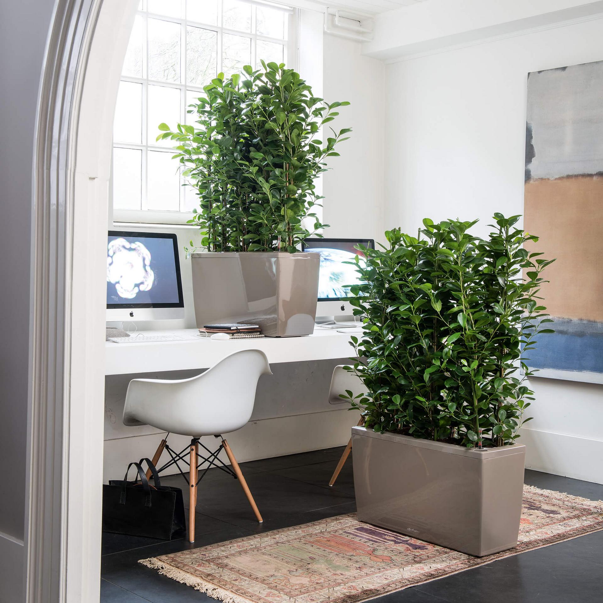 Low maintenance plants for modern homes and offices