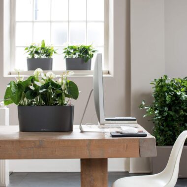 Low Maintenance Plants for Homes & Offices