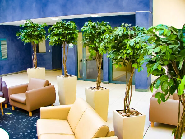 Potted indoor plants placed in contemporary planters