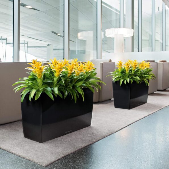 Preserved indoor plants with realistic leaves