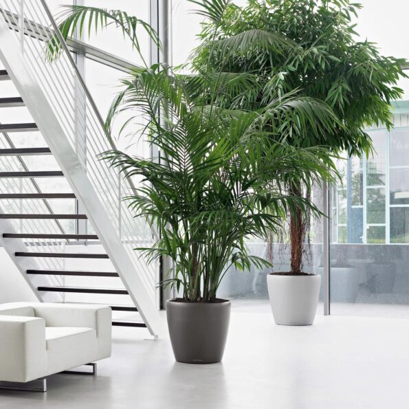 Easy-care indoor greenery for premium interiors