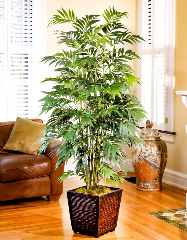 Elegant potted indoor plants for modern home interiors